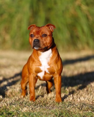 Étalon Staffordshire Bull Terrier - ALL STAR GAME De Rockstar Dog