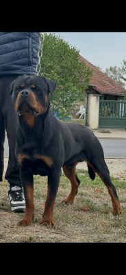 Étalon Rottweiler - Alpha Du Temple D'Adranos