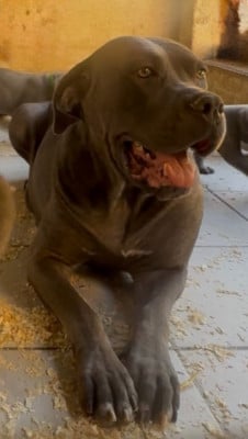 Étalon Cane Corso - URIELLE  de Roz Ar Gall