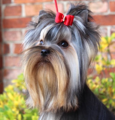 Étalon Yorkshire Terrier - Yolanda de La Maison De Folie