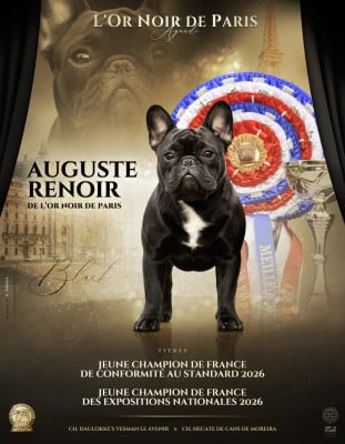 Étalon Bouledogue français - Auguste renoir de l'Or Noir De Paris