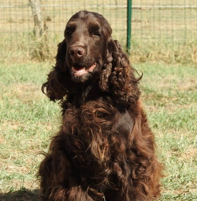 Étalon Cocker Spaniel Anglais - Victoria De L'étang Au Miroir