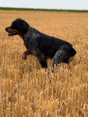 Étalon Epagneul Breton - Athos du Clos du Grand Lieu