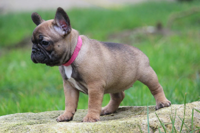 Étalon Bouledogue français - Armany gold de l'Empire des Hellls