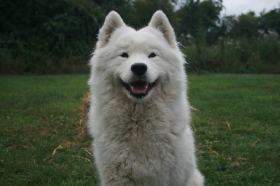 Étalon Samoyède - Tsookie (Sans Affixe)