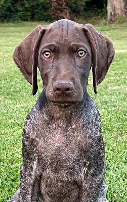 Étalon Braque français, type Pyrenees (petite taille) - Athéna Des Secrets D'Une Tchouin