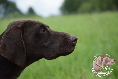 Étalon Braque allemand à poil court - TR. CH. Raya du Bois Feuraz