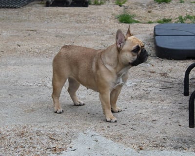 Étalon Bouledogue français - Victoria Of The Tawny Pearls