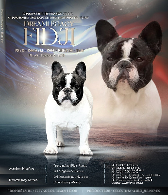 Étalon Bouledogue français - dreamlegacy Fidji