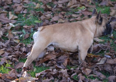 Étalon Bouledogue français - Sire clyde barrow (Sans Affixe)