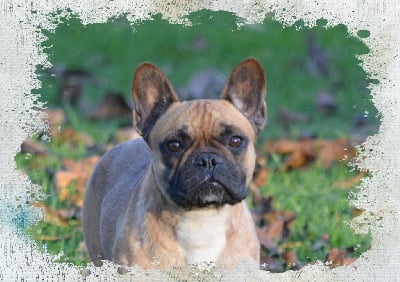 Étalon Bouledogue français - Victorine Eden Of The Beauty As