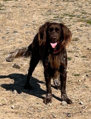 Étalon Petit Epagneul de Münster - Twist Du clos des cookies