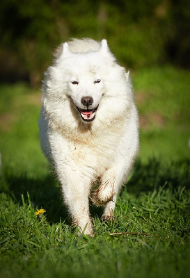 Étalon Samoyède - Reine (Sans Affixe)