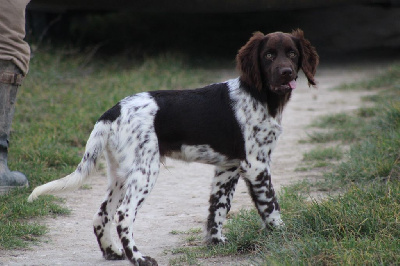 Étalon Petit Epagneul de Münster - Alpha De La Vallée De La Py