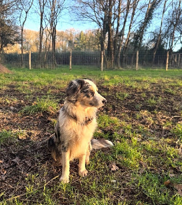 Étalon Berger Américain Miniature - Verveine citron de l'Angelarde