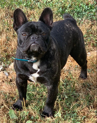 Étalon Bouledogue français - Vvolfgang amadeus mozart Bcbg Belle Carrure Belle Gueule