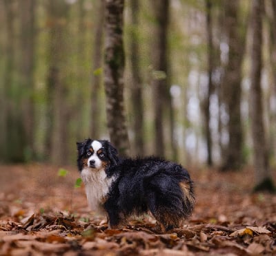 Étalon Berger Américain Miniature - CH. fullerton Return to sunders elvis