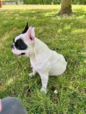 Étalon Bouledogue français - Uguette du hameau de fontenay