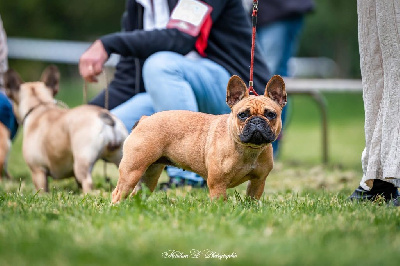 Étalon Bouledogue français - Violette de l'Empire des Hellls