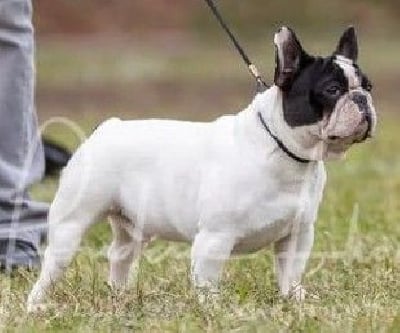 Étalon Bouledogue français - Pascha des Caubes de la Morganeraie