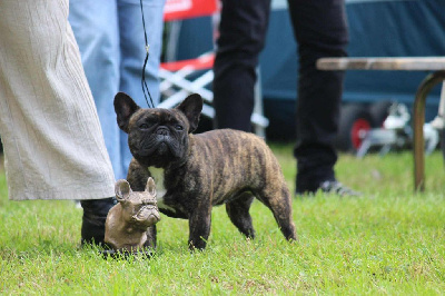Étalon Bouledogue français - De La Longère Du Geai Normand Vesta la déesse