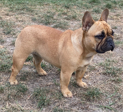 Étalon Bouledogue français - Arletty du square du p'tit quinquin