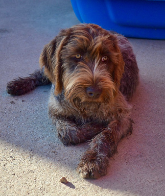 Étalon Griffon d'arrêt à poil dur Korthals - Aïka des Mordorees Automnales