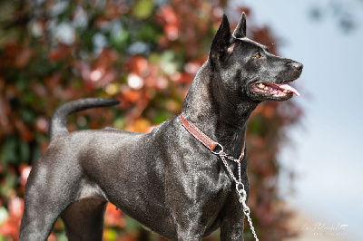 Étalon Chien thaïlandais à crête dorsale - Amarin armageddon of chiang exotic wolf's