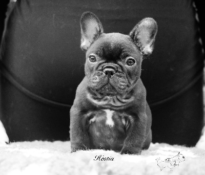 Étalon Bouledogue français - Prestige Line A goddess sacred fire hestia