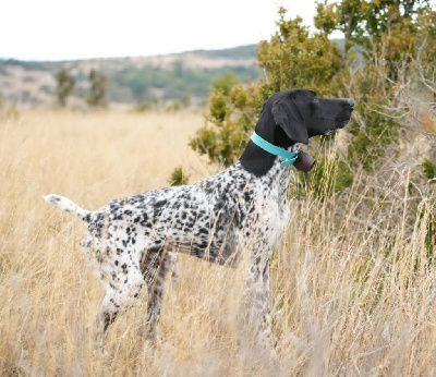 Étalon Braque allemand à poil court - Varenne des Granges de la Dombes