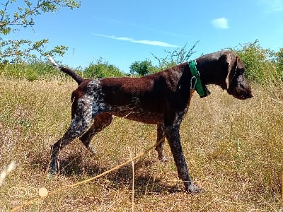 Étalon Braque allemand à poil court - Tina De L'Etoile Royale Du Perche