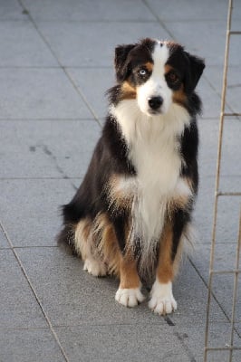 Étalon Berger Américain Miniature - Praline des Romarins de Mayerling