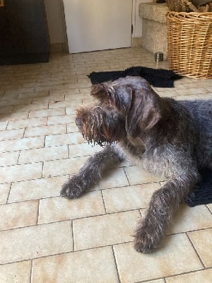 Étalon Griffon d'arrêt à poil dur Korthals - Alfa des Mordorees Automnales