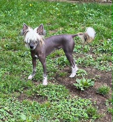 Étalon Chien chinois à crête - Wild Night's Asgard