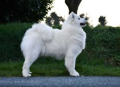 Étalon Samoyède - Tchiki boom du chemin de la belle etoile