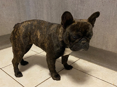 Étalon Bouledogue français - Vini viti vici de l'Empire des Hellls