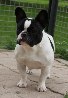 Étalon Bouledogue français - Up up up Des Terres De Romandor