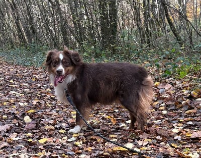 Étalon Berger Américain Miniature - Thylia Du Domaine Des Belles Aubois