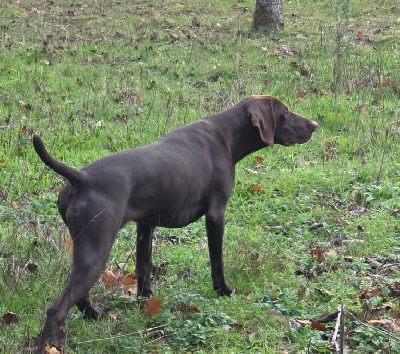 Étalon Braque allemand à poil court - Ahrane des Granges de la Dombes