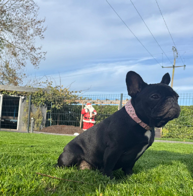 Étalon Bouledogue français - Athena des perles d'Aphrodite