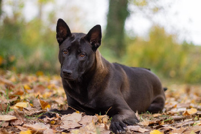 Étalon Chien thaïlandais à crête dorsale - Amara graceful Siamarin Empayar
