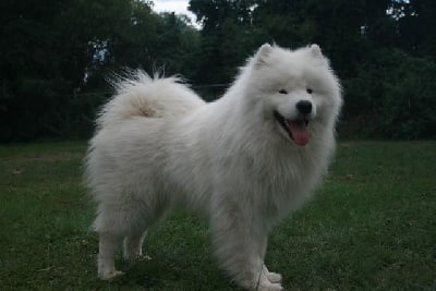 Étalon Samoyède - Ultime oslo du domaine d'Ushuaia