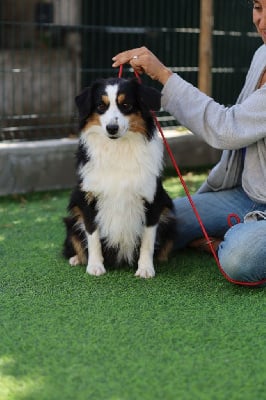 Étalon Berger Américain Miniature - Very last chance des merveilles d'ilona