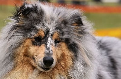 Étalon Colley à poil long - Toute la vie en bleu Des mille vergers