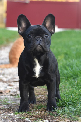 Étalon Bouledogue français - Auguste renoir de l'Or Noir De Paris