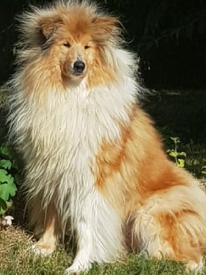 Étalon Colley à poil long - Uptown girl Des Conquêtes De Don Juan