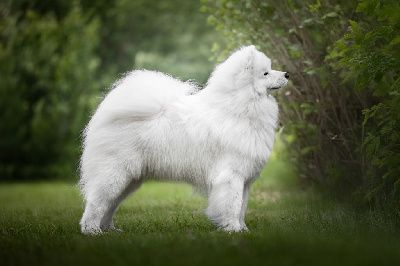 Étalon Samoyède - Savko Memories Volnoy sibir