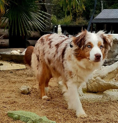 Étalon Berger Américain Miniature - Very pretty ruby's Du Domaine Des Perles D'Ambène