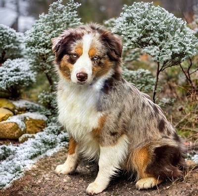 Upss Des Plaines De Barbizon