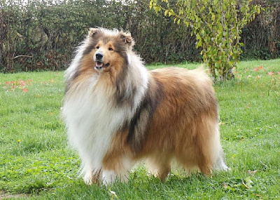 Étalon Colley à poil long - Very important pooch vip d'Ivoirie Field